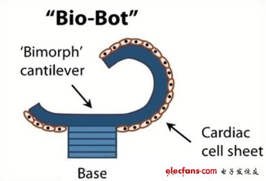 科學家正在研制有心臟細胞構成的“生物機器人”