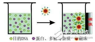 什么是生物磁珠_磁珠法提取DNA簡(jiǎn)介