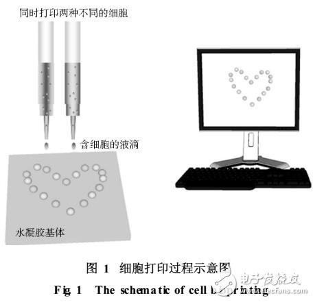 細(xì)胞打印技術(shù)及應(yīng)用